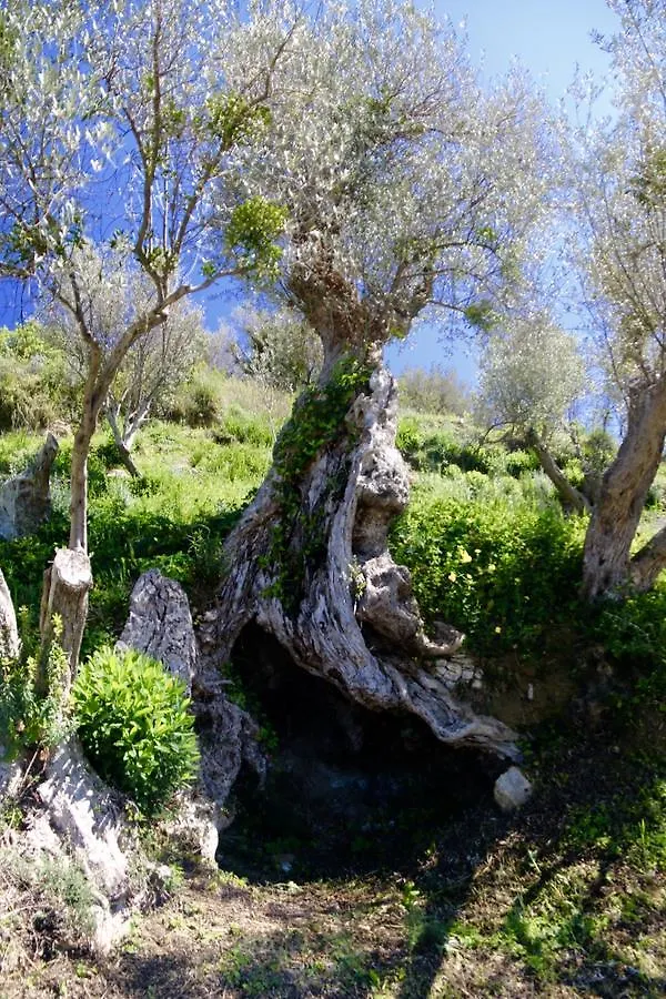 Il Giglio Villa Pettineo